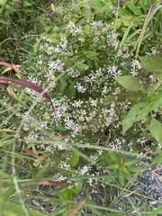 Eurybia divaricata