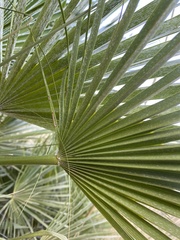 Chamaerops humilis