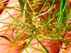 Zannichellia palustris