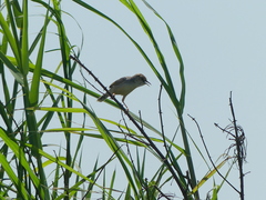 Cisticola galactotes