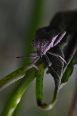 Piezogaster indecorus