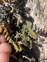 Myriopteris gracillima