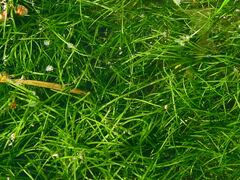 Zannichellia palustris