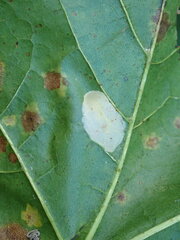 Phyllonorycter joannisi