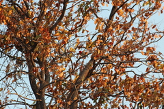 Anaplectes rubriceps