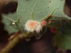 Atrusca trimaculosa