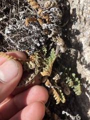 Myriopteris gracillima