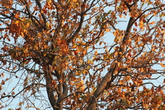 Anaplectes rubriceps