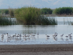 Recurvirostra avosetta