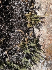 Myriopteris gracillima