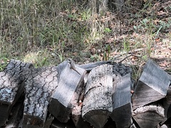 Sceloporus consobrinus
