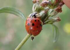 Hesperomyces harmoniae