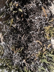 Myriopteris gracillima