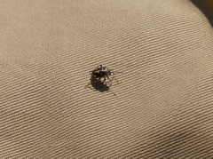 Bagrada hilaris