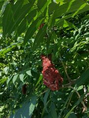 Rhus typhina