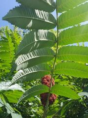 Rhus typhina