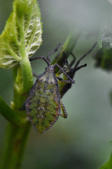 Piezogaster indecorus