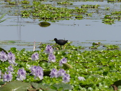 Zapornia flavirostra