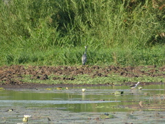 Ardea melanocephala