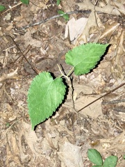 Morus rubra