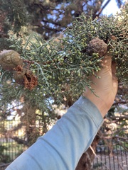 Cupressus