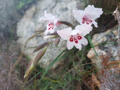 Gladiolus carneus