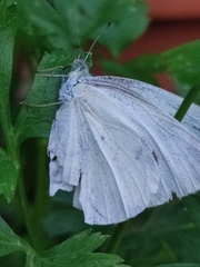 Pierinae