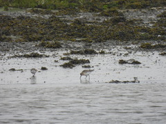 Calidris ferruginea