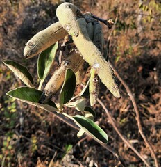 Handroanthus coronatus