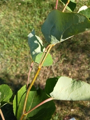 Populus tremula