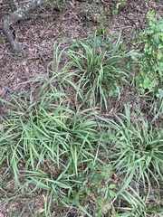 Chasmanthium sessiliflorum