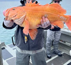 Sebastes ruberrimus