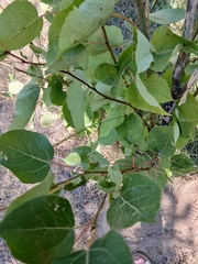 Populus tremula