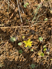 Halerpestes cymbalaria