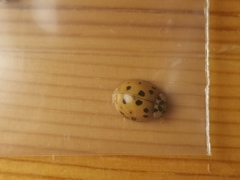 Harmonia axyridis