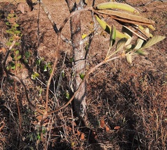Handroanthus coronatus