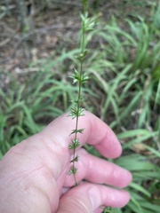 Chasmanthium sessiliflorum