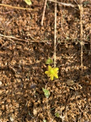 Halerpestes cymbalaria