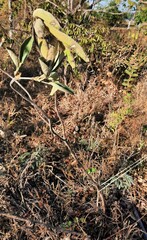 Handroanthus coronatus