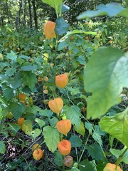 Alkekengi officinarum