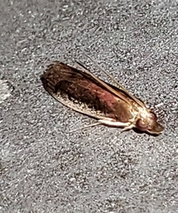 Tampa dimediatella