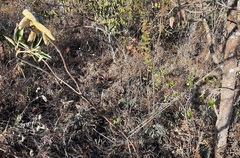 Handroanthus coronatus