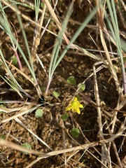 Halerpestes cymbalaria
