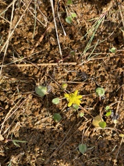 Halerpestes cymbalaria