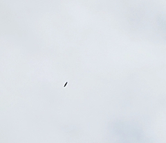 Haliaeetus leucocephalus