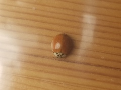 Harmonia axyridis
