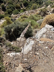 Drimia numidica