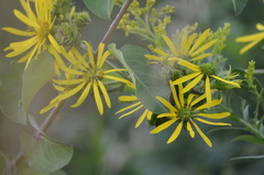 Silphium integrifolium