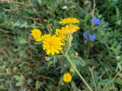 Crepis setosa