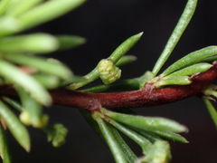 Eriophyes adenostomae